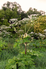 Giant hogweed in lush green habitat surrounded by trees