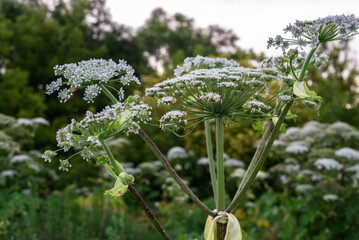 Close-up of wild giant hogweed with lush greenery in natural habitat