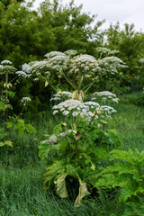 Giant hogweed plant in lush green natural habitat