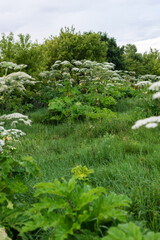 Lush greenery with hogweed flowers in a vibrant natural landscape