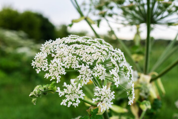 Close-up of giant hogweed in bloom in natural environment