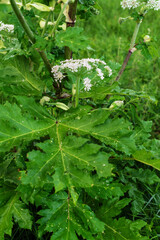 Giant hogweed plant with large leaves and white flowers in green field