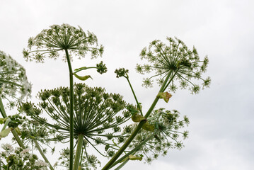 Close-up of cow parsley flowers against cloudy sky, Giant hogweed 