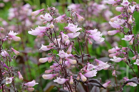 Pink Penstemon, beard tongue &lsquo;Dark Towers&rsquo; in flower.