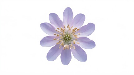 Fototapeta premium Delicate Lavender Flower Blossom Closeup Isolated on White