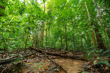 Lush green jungle landscape in khao sok national park thailand