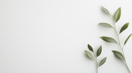 Fototapeta premium Simple branches with leaves against white background