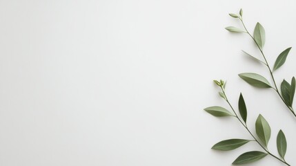 Green leaves on white background