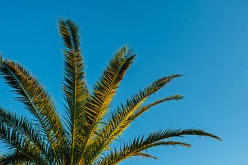 A vibrant low-angle shot capturing the sun fronds of a palm tree with sample copy space. Evoking a sense of tropical paradise and vacation.