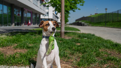 Adorable Dog with Waste Bag Ready for a Walk. 