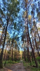 trees in the forest