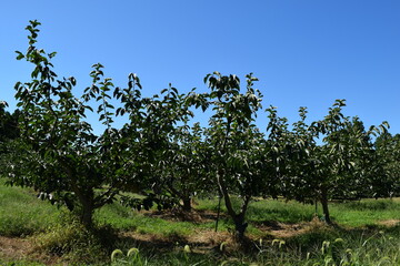 柿の木 山形県庄内