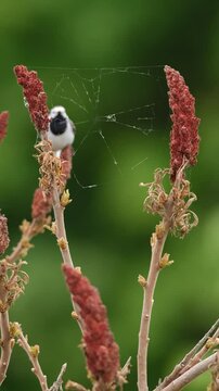 Motacilla alba sitting on sumac in a garden, vertical video