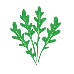 My A Simple flat 2D illustration arugula bunch isolated on transparent background, vector, flat design, animation design, simple flat 2D icon, clipart, flat 2D vector