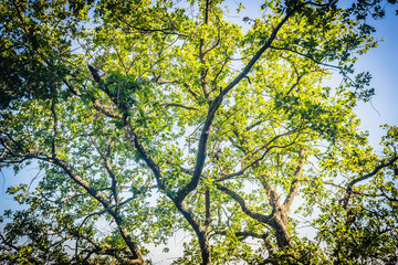 Fototapeta premium Tree Canopy Under Blue Sky