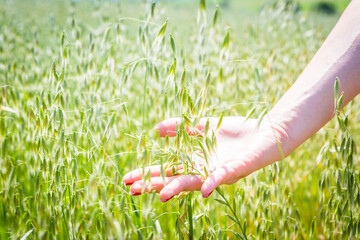 Hand Touching Green Tall Grass in Sunlit Field