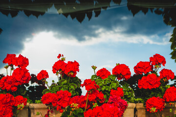 Red Geraniums Against a Dramatic Sky 