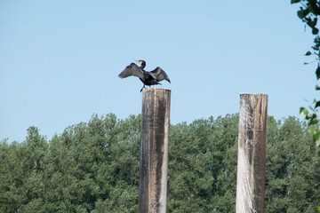 Sein Gefieder Trocknender Kormoran an erhöhtem Platz sitzend