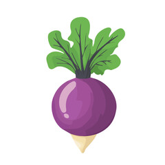 My A Simple flat 2D illustration turnip isolated on transparent background, vector, flat design, animation design, simple flat 2D icon, clipart, flat 2D, design by me. My vector