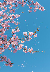 Cherry Blossoms Against Blue Sky