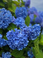 Blue Hydrangea flower, Rhode Island