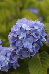 Blue hydrangea bloom, Rhode Island
