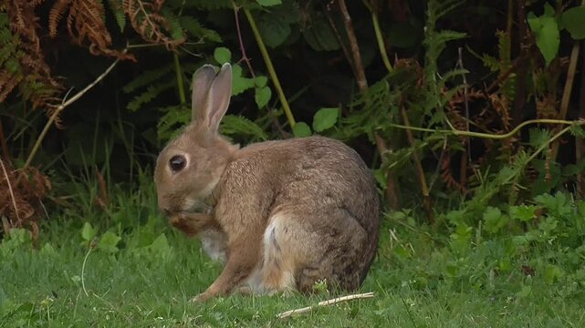 European Rabbits (Oryctolagus cuniculus) Feeding and Grooming in a Field