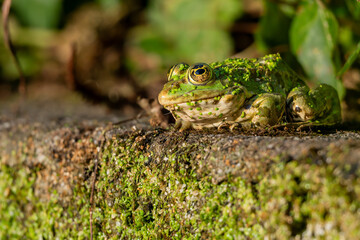 Frog resting in water. Pool frog sitting. Pelophylax lessonae. European frog.