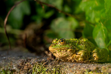 Frog resting in water. Pool frog sitting. Pelophylax lessonae. European frog.