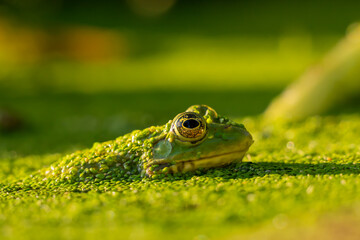 Frog in water. Pool frog swimming. Pelophylax lessonae. European frog.