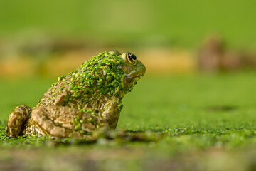 Frog resting in water. Pool frog sitting. Pelophylax lessonae. European frog.