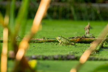 Frog resting in water. Pool frog sitting. Pelophylax lessonae. European frog.