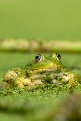 Frog resting in water. Pool frog sitting. Pelophylax lessonae. European frog.
