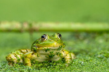 Frog resting in water. Pool frog sitting. Pelophylax lessonae. European frog.
