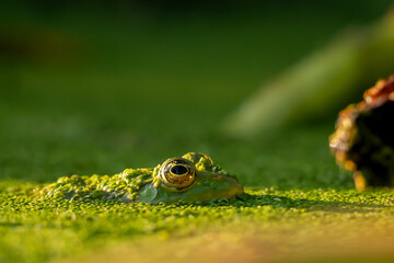 Frog in water. Pool frog swimming. Pelophylax lessonae. European frog.
