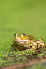Frog resting in water. Pool frog sitting. Pelophylax lessonae. European frog.
