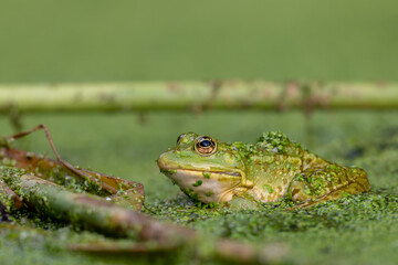 One Frog resting in water. Pool frog sitting. Pelophylax lessonae. European frog.
