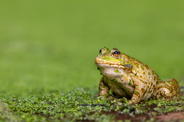 Frog resting in water. Pool frog sitting. Pelophylax lessonae. European frog.