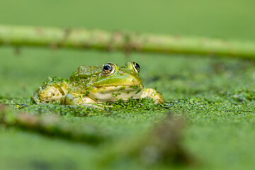 Frog resting in water. Pool frog sitting. Pelophylax lessonae. European frog.