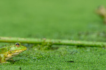 Frog resting in water. Pool frog sitting. Pelophylax lessonae. European frog.