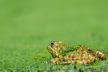 Frog resting in water. Pool frog sitting. Pelophylax lessonae. European frog.