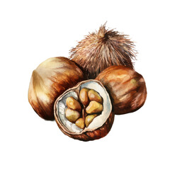 Chestnuts watercolor illustration on transparent PNG background, perfect for seasonal food or holiday themes.