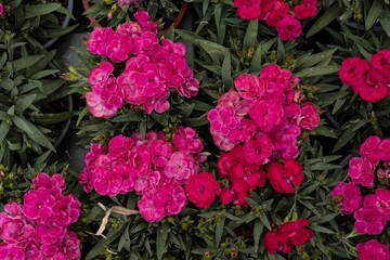 Bright pink carnation flowers blooming in garden pots, top view