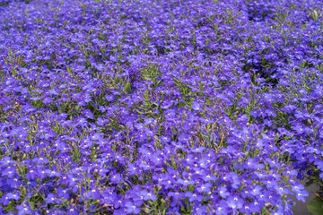 Decorative purple lobelia flowers in garden pots on gravel soil. Landscape design. Floral background