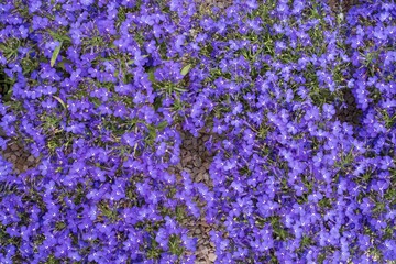 Decorative purple lobelia flowers in garden pots on gravel soil. Landscape design. Floral background