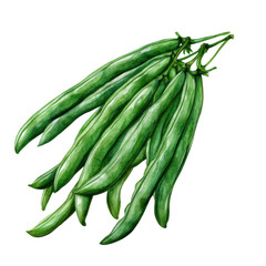 Green beans watercolor illustration isolated on transparent background. Ideal for healthy eating or farm-to-table design themes.