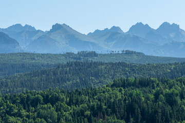forest in the mountains
