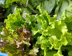 Fototapeta premium vegetable field 野菜畑 10