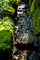 鎌倉256　杉本寺5　苔