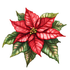 Poinsettia watercolor illustration isolated on transparent background. Great for Christmas decor and holiday-themed content.